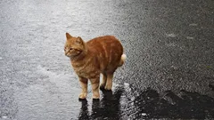 O que os turistas devem saber sobre os gatos de Istambul: dicas e histórias