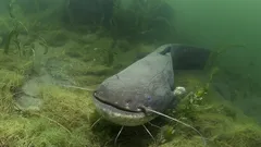 Somas com centenas de quilos: será que devemos ter medo destes gigantes?