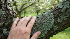 Estas manchas nas macieiras e nas pereiras podem dizer-lhe muito sobre o estado do seu jardim — e isso é mais útil do que imagina
