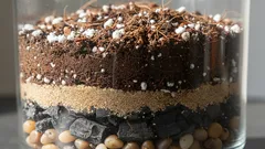 A zamioculcas prefere um solo pobre, leve e solto — vamos prepará-lo nós mesmos